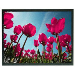 17 "Openframe TFT 800nits...
